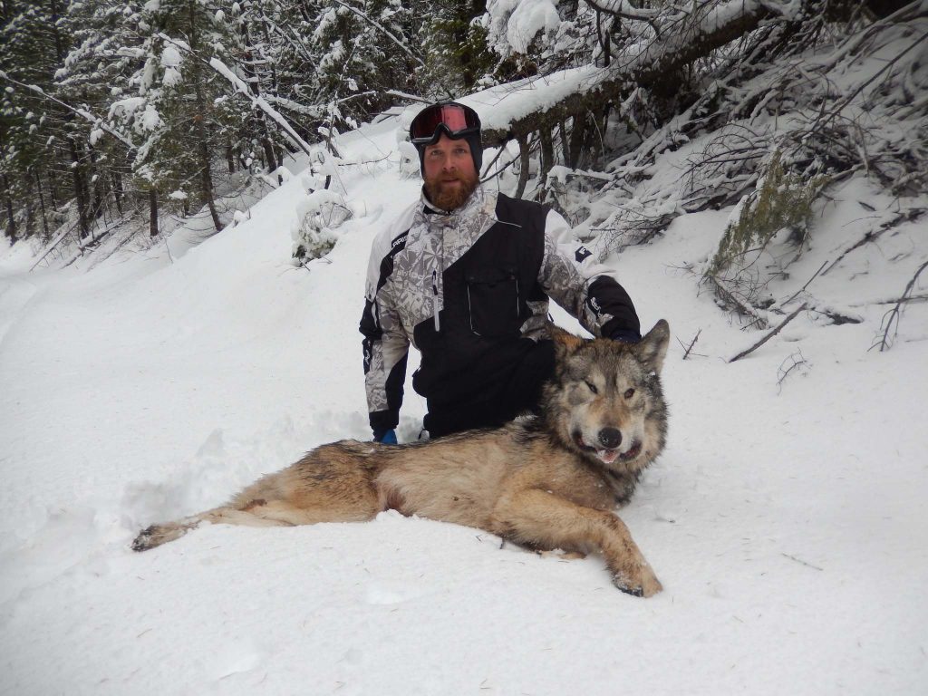 moose predators to wolves