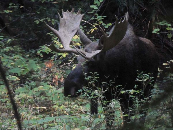 JWs moose pic 2