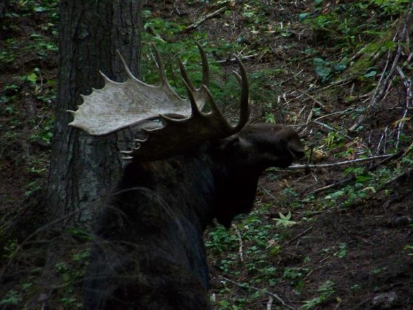 2012 moose at wallow 3